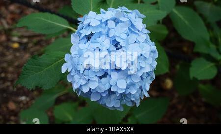 Explorer l'élégance d'Ajisai : fleurs d'hortensia japonaises Banque D'Images