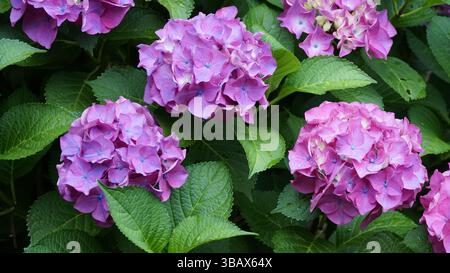 Explorer l'élégance d'Ajisai : fleurs d'hortensia japonaises Banque D'Images