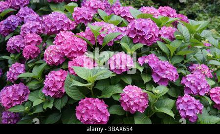 Explorer l'élégance d'Ajisai : fleurs d'hortensia japonaises Banque D'Images