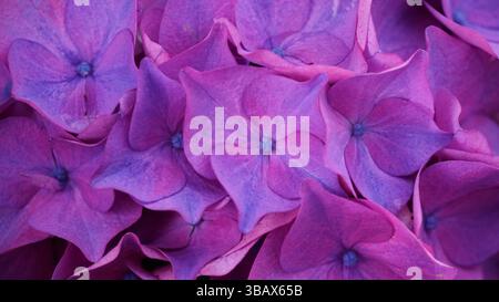 Explorer l'élégance d'Ajisai : fleurs d'hortensia japonaises Banque D'Images