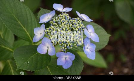 Explorer l'élégance d'Ajisai : fleurs d'hortensia japonaises Banque D'Images