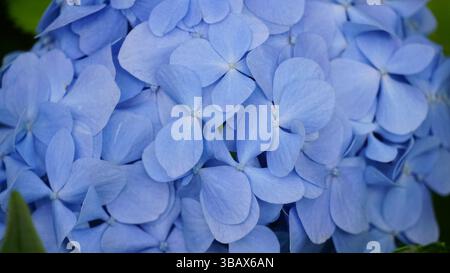 Explorer l'élégance d'Ajisai : fleurs d'hortensia japonaises Banque D'Images