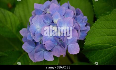 Explorer l'élégance d'Ajisai : fleurs d'hortensia japonaises Banque D'Images