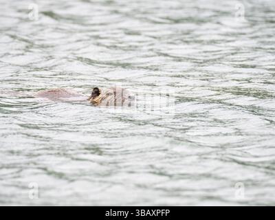 Gros plan d'un nutriment nageant dans un étang vers la caméra. Photographié dans Burroughs Park à Tomball, Texas. Banque D'Images