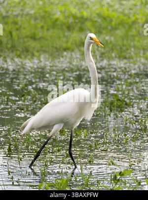 Grande aigrette blanche pataugant dans un marais herbeux peu profond et regardant vers la caméra. Photographié à Burroughs Park Pond à Tomball, Texas. Banque D'Images