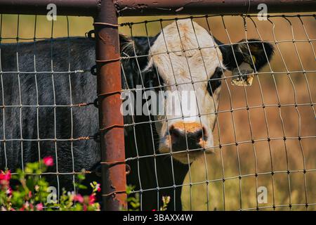 Gros plan d'une vache noire et blanche debout derrière une clôture en métal rouillé sur une ferme rurale ensoleillée. La vache regarde directement la caméra. Banque D'Images