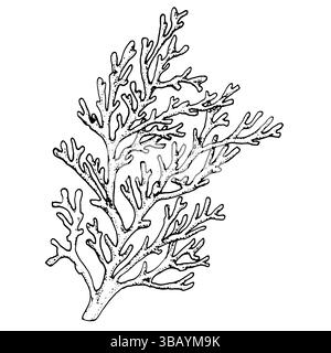 Brindilles de corail, un élément du monde sous-marin et des récifs, dessin à l'encre noire et blanche. Illustration vectorielle. Coraux océaniques naturels et algues, isolez Illustration de Vecteur