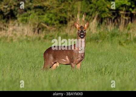 CERF RODÉ (Capreolus capreolus) buck se tenait au milieu d'une prairie, Royaume-Uni. Banque D'Images