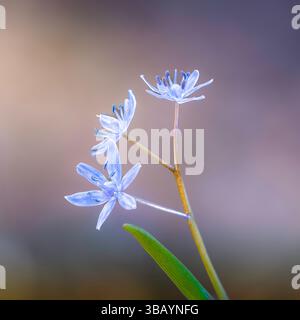 Gros plan d'une magnifique courge alpine dans un habitat naturel (courge à deux feuilles, Scilla bifolia), focus stack à partir de plusieurs images Banque D'Images