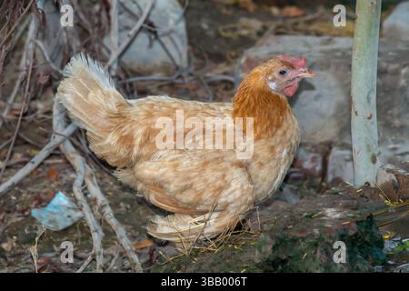 Portrait d'un poule brun debout dans un cadre rural, fond de village avec environnement naturel et scène d'élevage biologique de volaille Banque D'Images