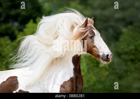 Galineers Cob. Portrait de jument adulte. Allemagne Banque D'Images