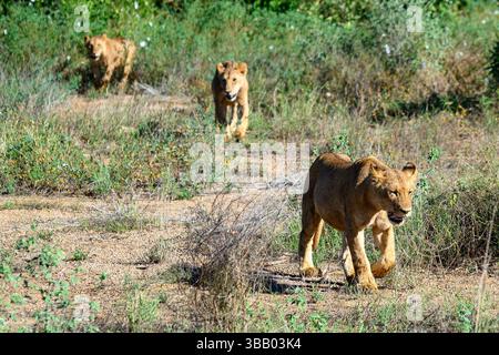 Des lions marchant dans la savane Banque D'Images