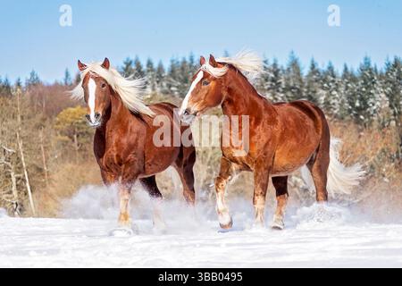 Sang froid sud-allemand. Deux adultes galopant sur la neige. Allemagne. Banque D'Images