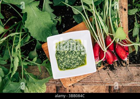 Pesto de feuilles de radis maison dans un bol blanc. Bouquet de radis cueillis, Raphanus sativus dans le jardin. Photo de style esthétique rustique. Vue au-dessus. Banque D'Images