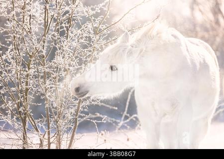 Pure race espagnole, andalouse. Grise adulte grignotant sur des brindilles couvertes de givre. Allemagne Banque D'Images