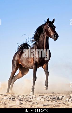 Cheval anglo-arabe. Étalon adulte Bay galopant dans le désert. Égypte Banque D'Images