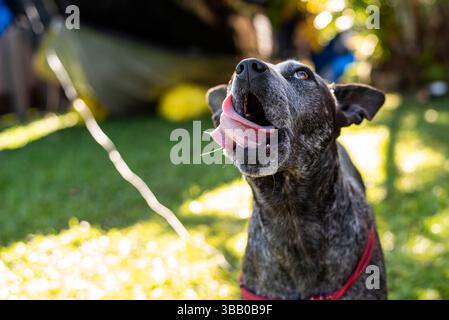 blue heeler avec une expression comique Banque D'Images