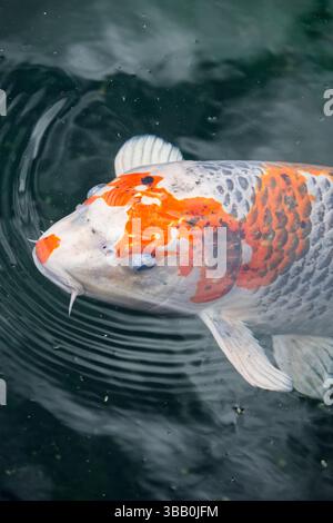 Poissons koi nageant dans l'étang. Portrait de Koi japonais, poisson carpe du Japon. Banque D'Images