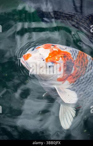 Poissons koi nageant dans l'étang. Portrait de Koi japonais, poisson carpe du Japon. Banque D'Images