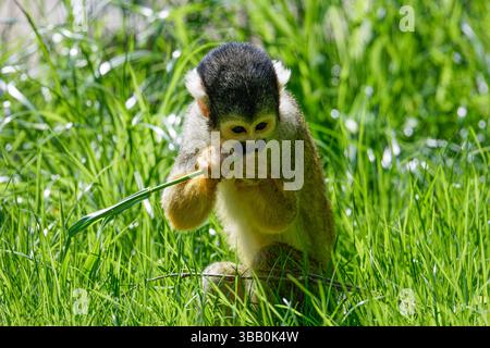 Le singe écureuil d'Amérique centrale couronné noir mangeant quelques plantes sur l'herbe verte. Saimiri oerstedii oerstedii Banque D'Images