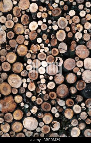 Diverses bûches de bois coupées sont méticuleusement disposées, affichant différentes bagues et couleurs d'arbre. Cette collection met en valeur la beauté naturelle du bois Banque D'Images
