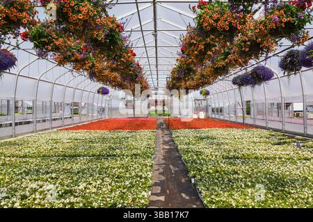 Serre commerciale à cadre en acier avec rangées de pétunias orange et pélargonium rouge - géraniums dans des paniers suspendus plus bégonias blancs, rouges et roses, Banque D'Images