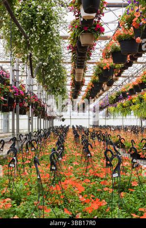 Fleurs mélangées dans des paniers suspendus et pétunias orange cultivées dans des paniers suspendus en plastique noir sur des tables à l'intérieur de la serre à cadre en acier en été. Banque D'Images