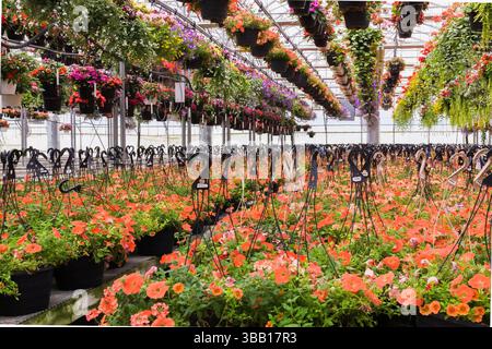 Fleurs mélangées dans des paniers suspendus et pétunias orange cultivées dans des paniers suspendus en plastique noir sur des tables à l'intérieur de la serre à cadre en acier en été. Banque D'Images