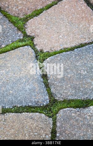 Gros plan de Bryophyta - mousse verte poussant entre les joints de pavage. Banque D'Images