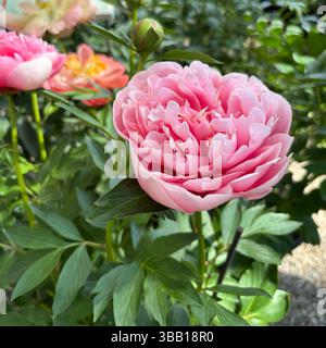 Fleur de pivoine. Les pivoines roses fleurissent dans le jardin d'été. Floraison des pivoines. Parfait pour les thèmes floraux et botaniques. Concept de jardinage. Banque D'Images