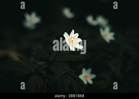 Une anémone de bois blanc (Anemone nemorosa) se distingue sur un fond de forêt sombre et sombre. L'éclairage doux et la faible profondeur de champ créent un drea Banque D'Images