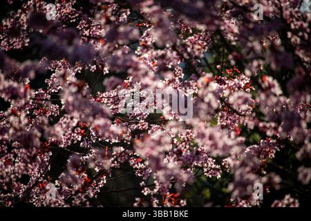 Cette photo macro met en valeur une fleur violette vibrante avec des pétales doux et des étamines jaunes frappantes au centre. L'effet de gradient des pétales, Banque D'Images
