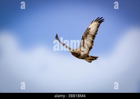 Un buzzard commun (Buteo buteo) glisse gracieusement à travers le ciel, ses ailes déployées en plein vol. Capturé en plein air contre un fond bleu doux Banque D'Images