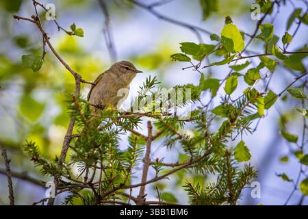 Un petit oiseau chanteur, peut-être un chiffchaff (Phylloscopus collybita) ou une paruline de saule (Phylloscopus trochilus), se perche sur une branche d'épinette entourée par Banque D'Images