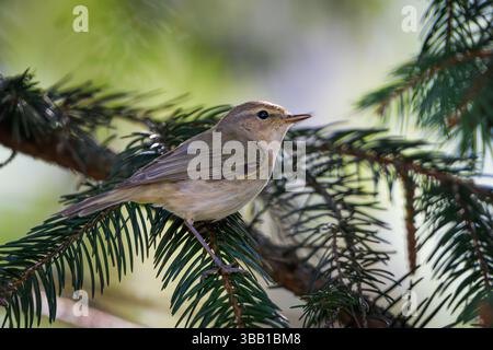Un petit oiseau chanteur, peut-être un chiffchaff (Phylloscopus collybita) ou une paruline de saule (Phylloscopus trochilus), se perche sur une branche d'épinette entourée d'un cercle Banque D'Images