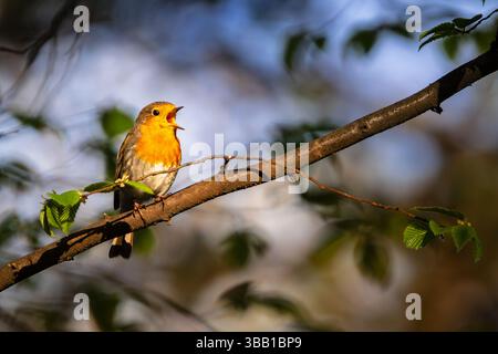 Un robin européen (Erithacus rubecula) capturé en plein chant, perché sur une branche mince avec des feuilles fraîches de printemps. Baigné dans la lumière de la forêt du matin avec un doux Banque D'Images