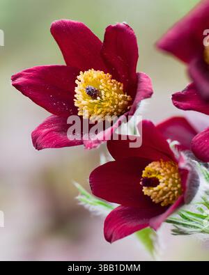 Fleur rouge de Pulsatilla. Macro gros plan de la fleur pasque rouge foncé, de la fleur de Pâques ou de l'anémone de prairie. Banque D'Images