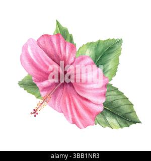 Fleur d'hibiscus rose avec feuilles vertes illustration aquarelle fond isolé. Plante florale tropicale pour les décorations d'été, carte de voeux Banque D'Images