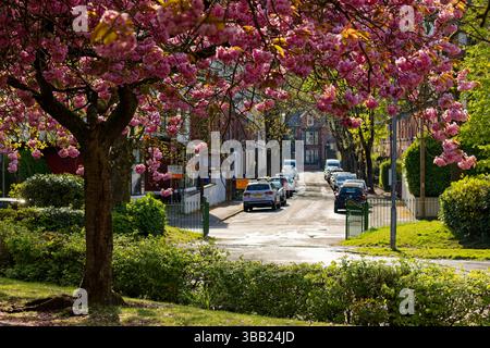 S rue de logements mitoyens à côté d'un parc encadré par Cherry Blossom, Clarence Park, Bury, Greater Manchester. Banque D'Images