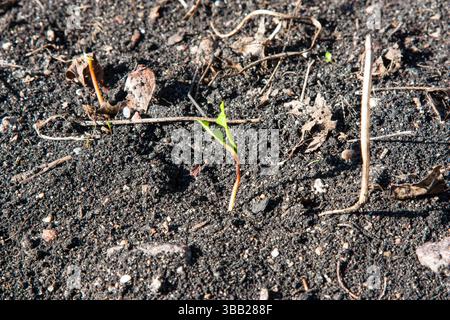 Gros plan d'une nouvelle germe d'érable émergeant de graines dans le sol printanier réchauffant. Le soleil printanier réchauffait la terre et une très petite germe germait Thr Banque D'Images