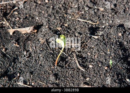 Gros plan d'une nouvelle germe d'érable émergeant de graines dans le sol printanier réchauffant. Le soleil printanier réchauffait la terre et une très petite germe germait Thr Banque D'Images