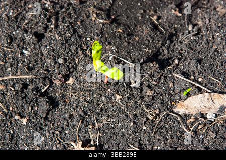 Gros plan d'une nouvelle germe d'érable émergeant de graines dans le sol printanier réchauffant. Le soleil printanier réchauffait la terre et une très petite germe germait Thr Banque D'Images