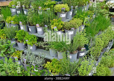 Exposition attrayante de plantes en pot, y compris la ciboulette, le persil, la menthe, la marjolaine, le romarin et le thym en vente dans la boutique du National Trust UK May Banque D'Images