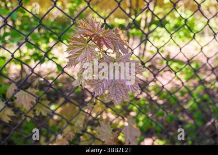 moscou, russie, 10.05.2025 Une petite plante feuillue avec une seule feuille pousse devant une clôture à maillons de chaîne. La clôture est en métal et est attachée Banque D'Images