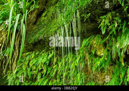 Un mur verdoyant de fougères avec l'eau qui coule, créant une scène naturelle sereine. Le feuillage vibrant et la douce cascade évoquent un sentiment de tranq Banque D'Images