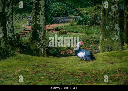Canard de Barbarie dans le cadre luxuriant de la forêt verte. Gros plan d'un canard de Barbarie coloré avec des caroncles rouges du visage debout sur un sol mousselé entouré d'arbres Banque D'Images
