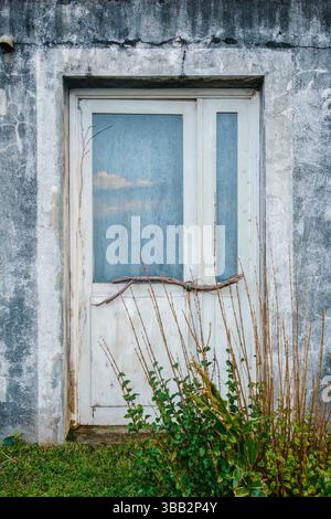 Porte blanche rustique avec texture altérée et détail végétal. Gros plan d'une vieille porte en bois blanc usée sertie dans un mur gris texturé, avec une branche sèche A. Banque D'Images