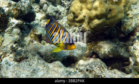Poissons tropicaux colorés sur un récif de corail, étonnamment beau monde de fées. Dans les jardins de corail de la mer Rouge. Banque D'Images