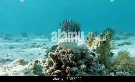 Poissons tropicaux colorés sur un récif de corail, étonnamment beau monde de fées. Dans les jardins de corail de la mer Rouge. Banque D'Images