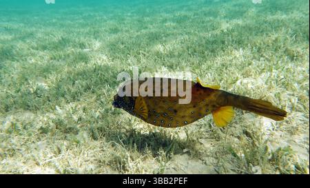 Poissons tropicaux colorés sur un récif de corail, étonnamment beau monde de fées. Dans les jardins de corail de la mer Rouge. Banque D'Images